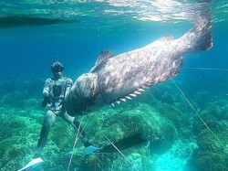 Nelayan Buton Tangkap Kerapu Raksasa di Kawasan Terumbu Karang yang Indah