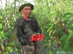 Harga Cabai di Pasar Naik, Petani Cabai Purwakarta Bergairah