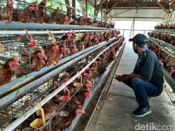 Harga Telur Meroket di Lamongan Disebut Dipengaruhi Kenaikan Pakan