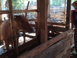 970 Ekor Sapi di Gerung Lombok Barat Terinfeksi Virus PMK