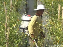 Harga Cabai Melonjak, Petani Trenggalek Panen Cuan