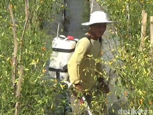 Harga Cabai Melonjak, Petani Trenggalek Panen Cuan Harga Cabai Melonjak, Petani Trenggalek Panen Cuan