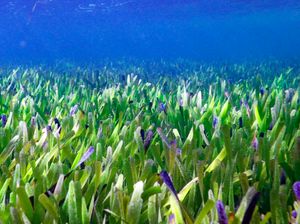 Australia Simpan Tanaman Terbesar di Dunia