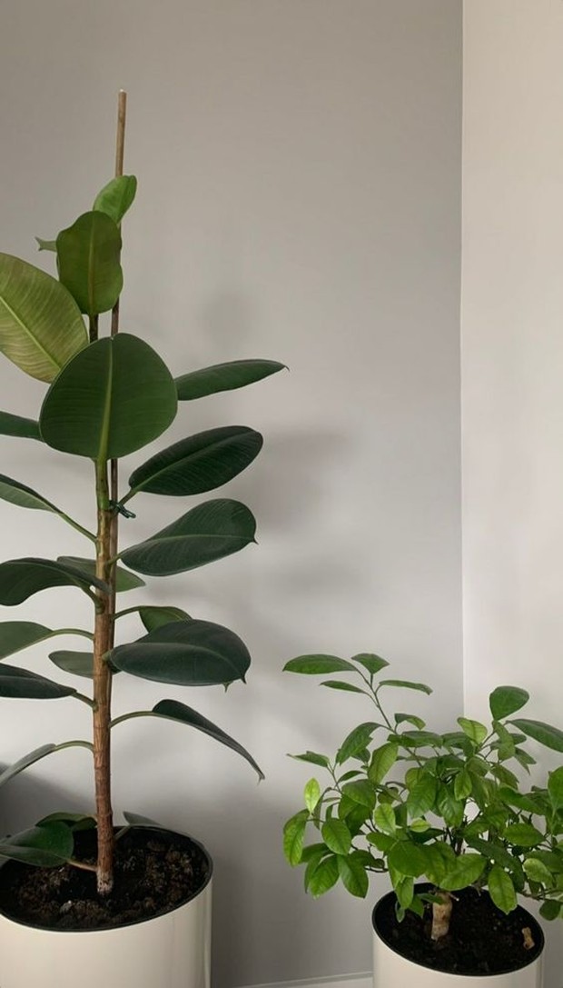 Tanaman/foto: pinterest.com/lou tanaman membantu mengurangi stress