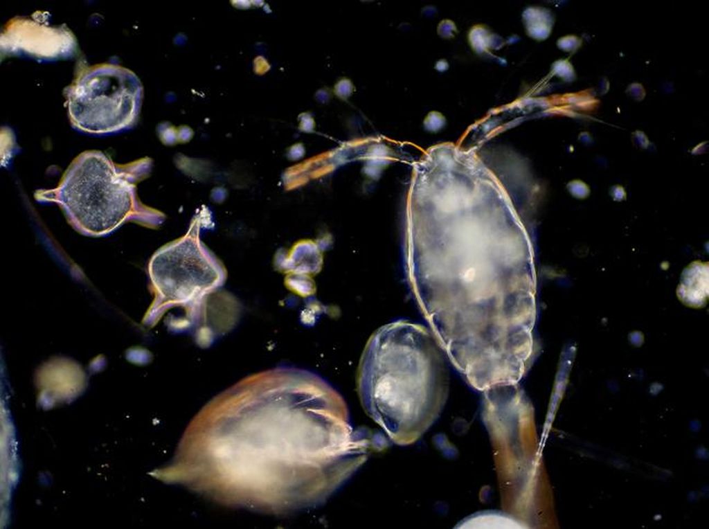 Apa Perbedaan Antara Fitoplankton dan Zooplankton? Apa Perbedaan Antara Fitoplankton dan Zooplankton?