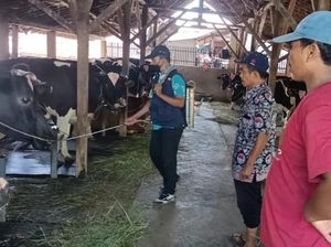 Enam Ekor Sapi di Kabupaten Pasuruan Mati Diduga PMK