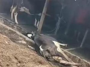 33 Ekor Sapi di Riau Terinfeksi PMK, 3 Daerah Ini Lockdown