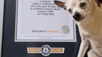 Potret Pebbles, Anjing Tertua di Dunia!