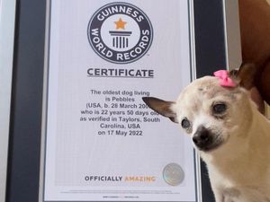 Potret Pebbles, Anjing Tertua di Dunia! Potret Pebbles, Anjing Tertua di Dunia!