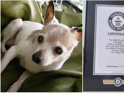 Pecahkan Rekor, Ini Anjing Tertua di Dunia