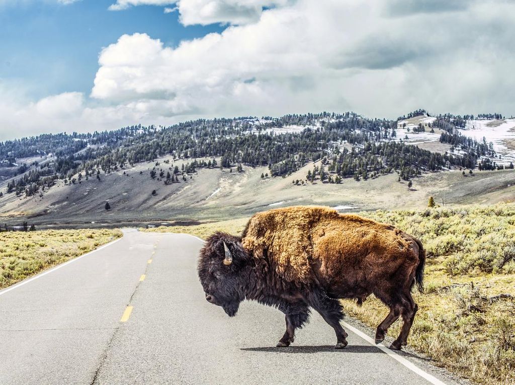Turis Diseruduk Bison di Yellowstone, Langsung Diangkut ke RS