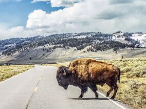 Turis Diseruduk Bison di Yellowstone, Langsung Diangkut ke RS Turis Diseruduk Bison di Yellowstone, Langsung Diangkut ke RS