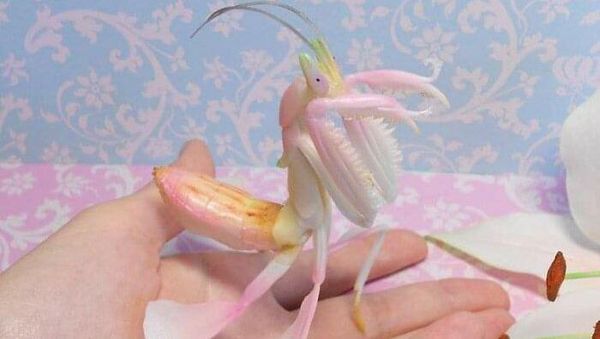 Netizen Bagikan Foto Uniknya Ciptaan Tuhan Bikin Mata Terperangah