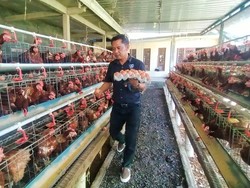 Pakan Mahal, Peternak di Jembrana Sebut Kenaikan Harga Telur Wajar