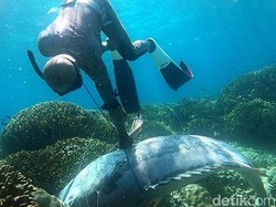 Ikan Kerapu Raksasa di Buton Diduga Migrasi dari Kawasan Laut Adat Ombo