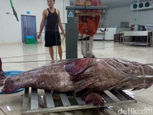 Ahli Ungkap Ikan Kerapu Raksasa Bisa Hidup Sampai 100 Tahun Ahli Ungkap Ikan Kerapu Raksasa Bisa Hidup Sampai 100 Tahun