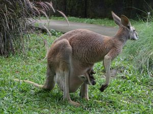 Marsupial, Mamalia Berkantung yang Melahirkan Prematur