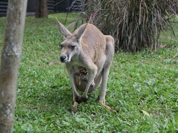 Kenalan dengan Chelsei-Hallery, Kanguru Merah Satwa Baru Taman Safari Prigen