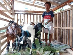 Senangnya Muhammad Bocah NTB Dapat Bantuan Kambing untuk Beternak