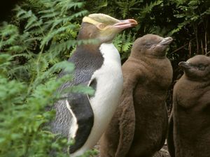 Potret Pusat Rehab buat Penguin Potret Pusat Rehab buat Penguin