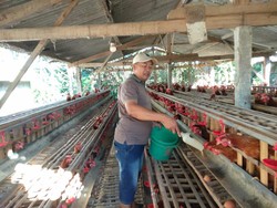 Peternak Sebut Naiknya Harga Telur Efek Harga Ayam Afkir Melonjak
