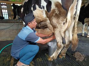 Setoran Susu Sapi di Ponorogo Anjlok Terdampak Wabah PMK Setoran Susu Sapi di Ponorogo Anjlok Terdampak Wabah PMK