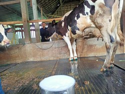 Penjualan Susu Mentah di AS Dibatasi gegara Sapi Terjangkit H5N1