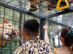 Taman Safari Prigen: Info Jam Buka, Harga Tiket, Hingga Wahananya Taman Safari Prigen: Info Jam Buka, Harga Tiket, Hingga Wahananya