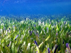 Tanaman Terbesar di Dunia Ditemukan di Lepas Pantai Australia