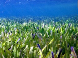 Wow, Tumbuhan Hidup Terbesar di Dunia Ditemukan di Shark Bay Australia