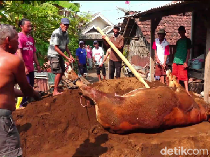 Pemkab Lumajang Kekurangan Nakes Tangani Ribuan Sapi Terjangkit PMK