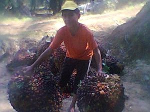 Asa di Balik Pohon Sawit: Kisah Anak Eks Pekerja Migran Gapai Pendidikan