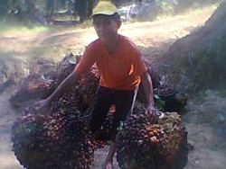 Asa di Balik Pohon Sawit: Kisah Anak Eks Pekerja Migran Gapai Pendidikan