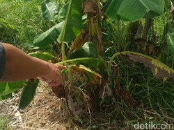 Motif Ayah di Pasuruan Buang dan Ngaku Temukan Bayinya Sendiri