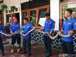 Lagi, Piton Sepanjang 3,5 Meter Ditangkap di Trenggalek