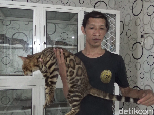 Hobi Pelihara Kucing Bengal Seperti Macan Tutul Peluang Datangkan Cuan