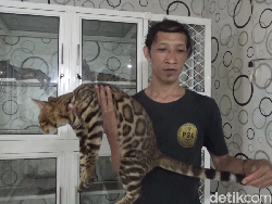 Hobi Pelihara Kucing Bengal Seperti Macan Tutul Peluang Datangkan Cuan