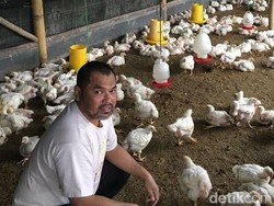 Paguyuban Peternak Nilai Kenaikan Harga Telur Saat Ini Politis