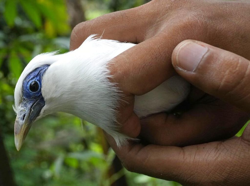 Mengapa Burung Suhu Tubuhnya Panas? Ternyata Ini Penyebabnya Mengapa Burung Suhu Tubuhnya Panas? Ternyata Ini Penyebabnya
