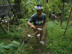 Mampir ke Penangkaran Jalak Bali, Si Putih nan Lincah Terancam Punah Mampir ke Penangkaran Jalak Bali, Si Putih nan Lincah Terancam Punah
