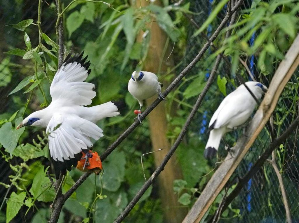 Yuk Kenalan dengan Jalak Bali, Burung Lincah yang Setia 1 Pasangan