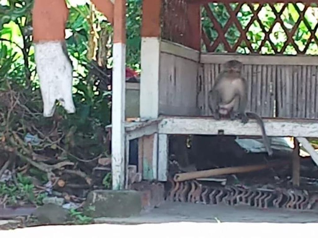 Monyet Peliharaan Lepas Serang 2 Warga di Cigadug Pandeglang