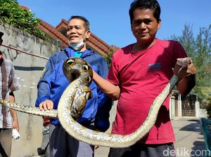 Ngeri! Penampakan Ular Sanca yang Ditemukan di Rumah Warga Bekasi