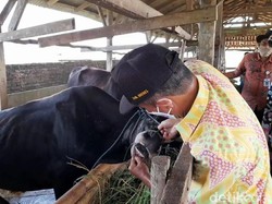 PMK di Brebes Meluas, Penjualan Hewan Kurban Diminta via Online