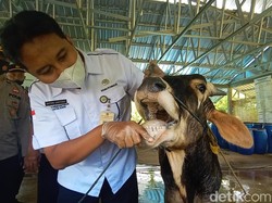 Semua Pasar Hewan di Kudus Ditutup Mulai Pekan Depan