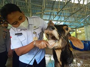 Semua Pasar Hewan di Kudus Ditutup Mulai Pekan Depan Semua Pasar Hewan di Kudus Ditutup Mulai Pekan Depan