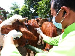 PMK Banyuwangi Meluas di 9 Kecamatan, Terbanyak Kecamatan Siliragung