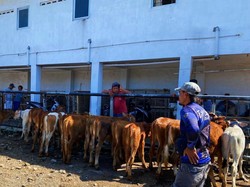 Meski Zona Kuning PMK, Pasar Hewan di Banyuwangi Belum Ditutup