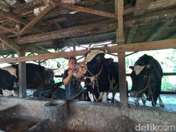 7 Daerah di Jatim Bebas dari Wabah PMK