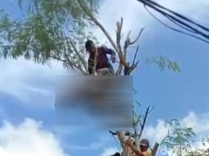 Warga Trenggalek Tewas Tersetrum di Atas Pohon Saat Cari Pakan Ternak